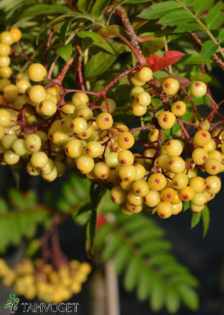 Sorbus 'Joseph Rock', sitruunapihlaja